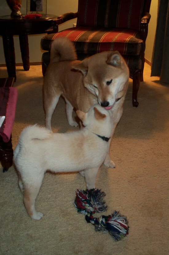 “西甲领头羊稳步推进,夺冠希望逐渐下放”,西甲足球冠军