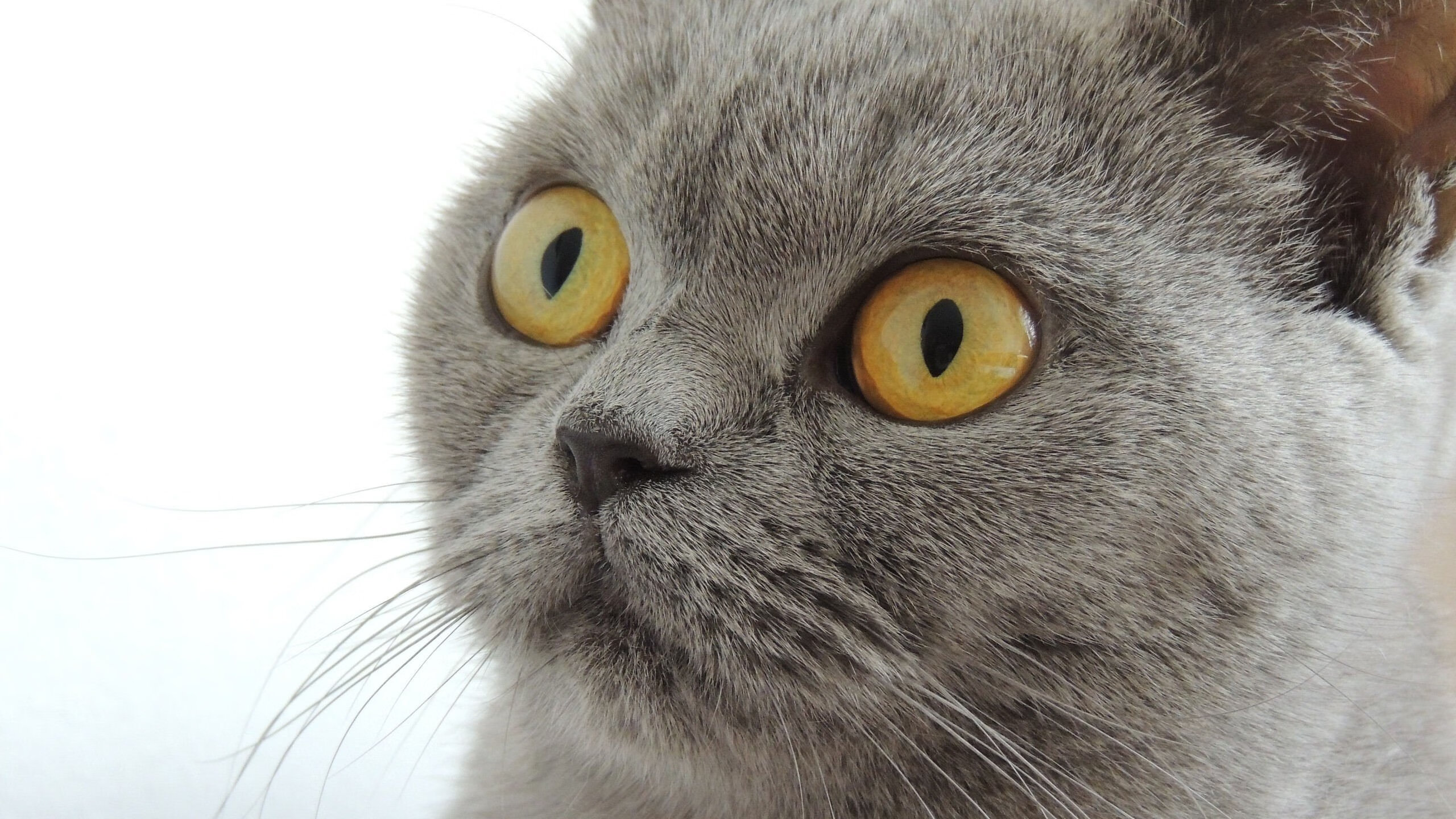 -历史性时刻：足球赛场上的“第一次”事件，足球史上的第一场比赛