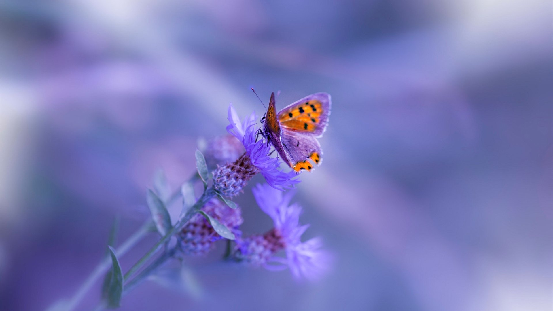 哈里·马奎尔因伤无缘欧洲杯，表达失望之情，哈里马奎尔实况手游