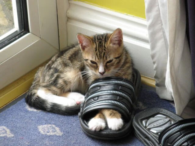 九游官网下载电脑版-未来十年：联盟文化的新变革，联盟 发展