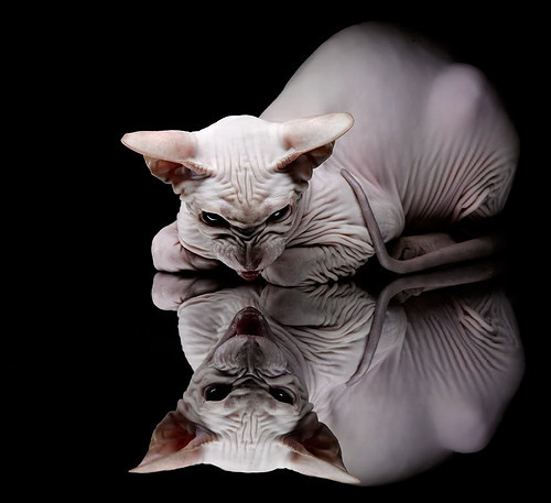 社会责任:NBA运动员的公益行动持续升温,nba的企业社会责任