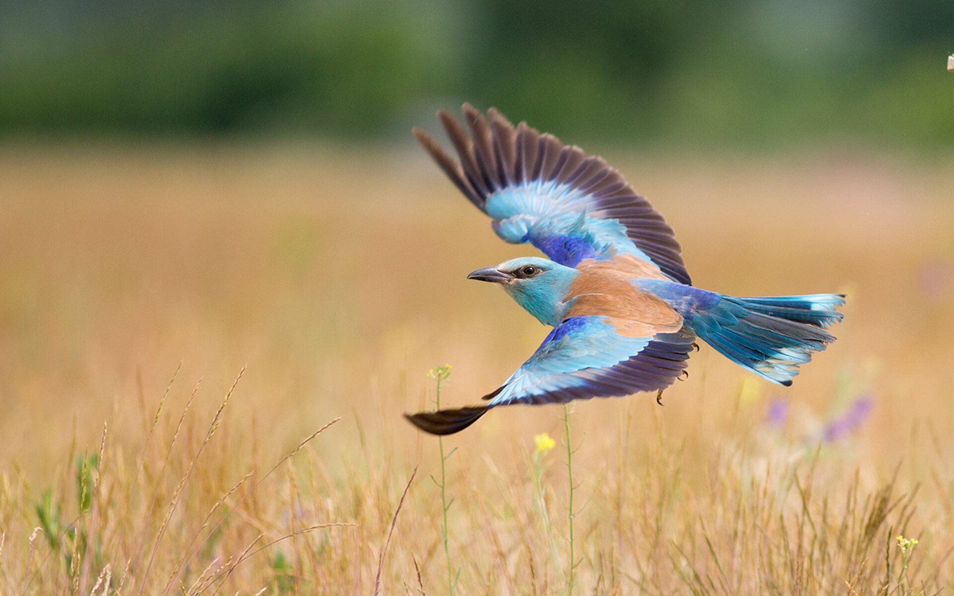 超级赛季：年度最佳比赛豪华回顾，超级联赛s1
