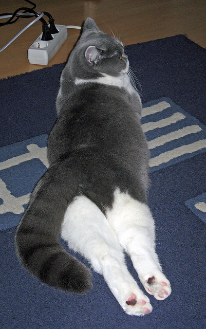 JiuyouAPP下载-EDG年轻选手晋升主力阵容，edg年轻选手晋升主力阵容是谁