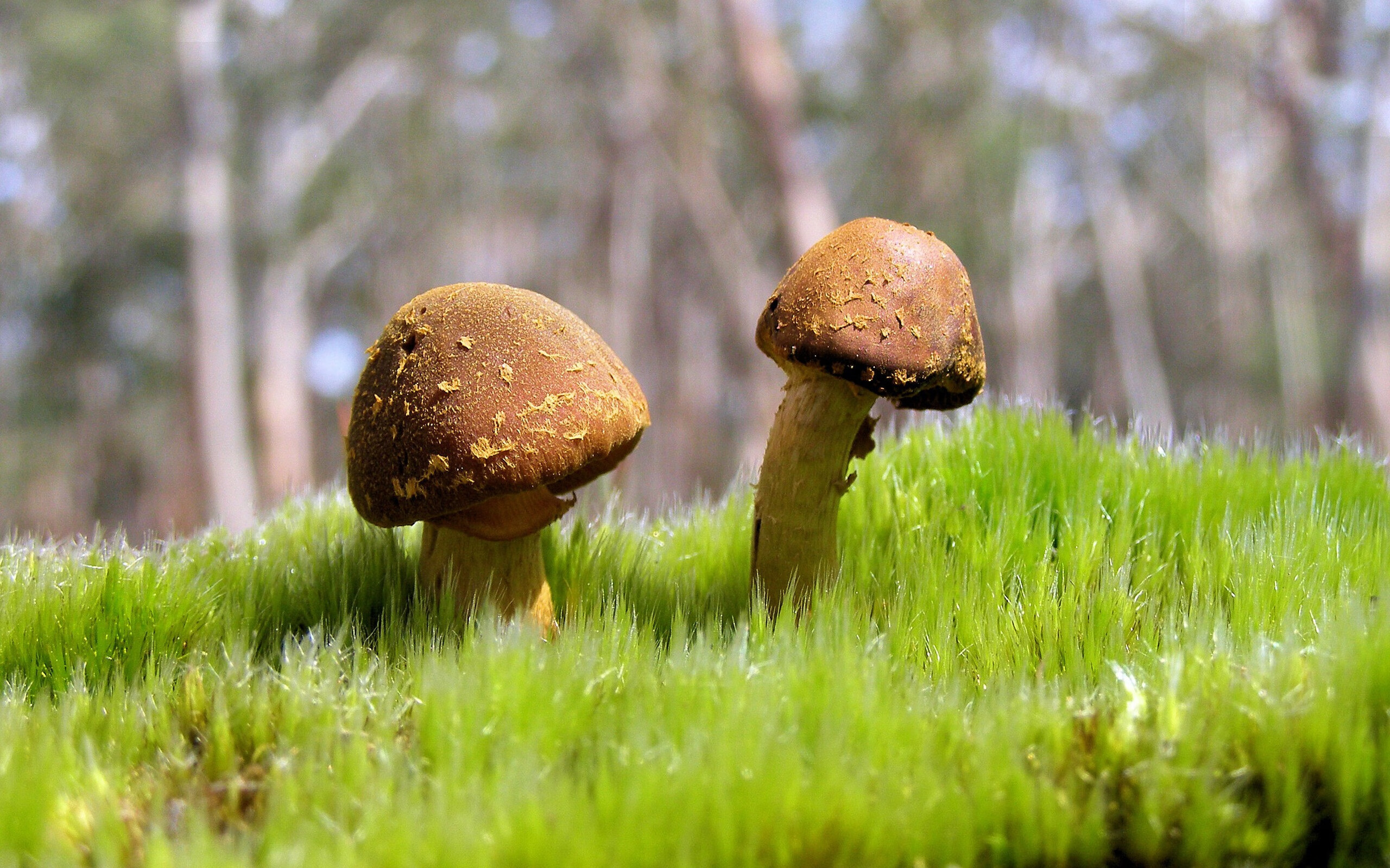 公牛赢得激烈比赛，重回胜利轨道，公牛对战