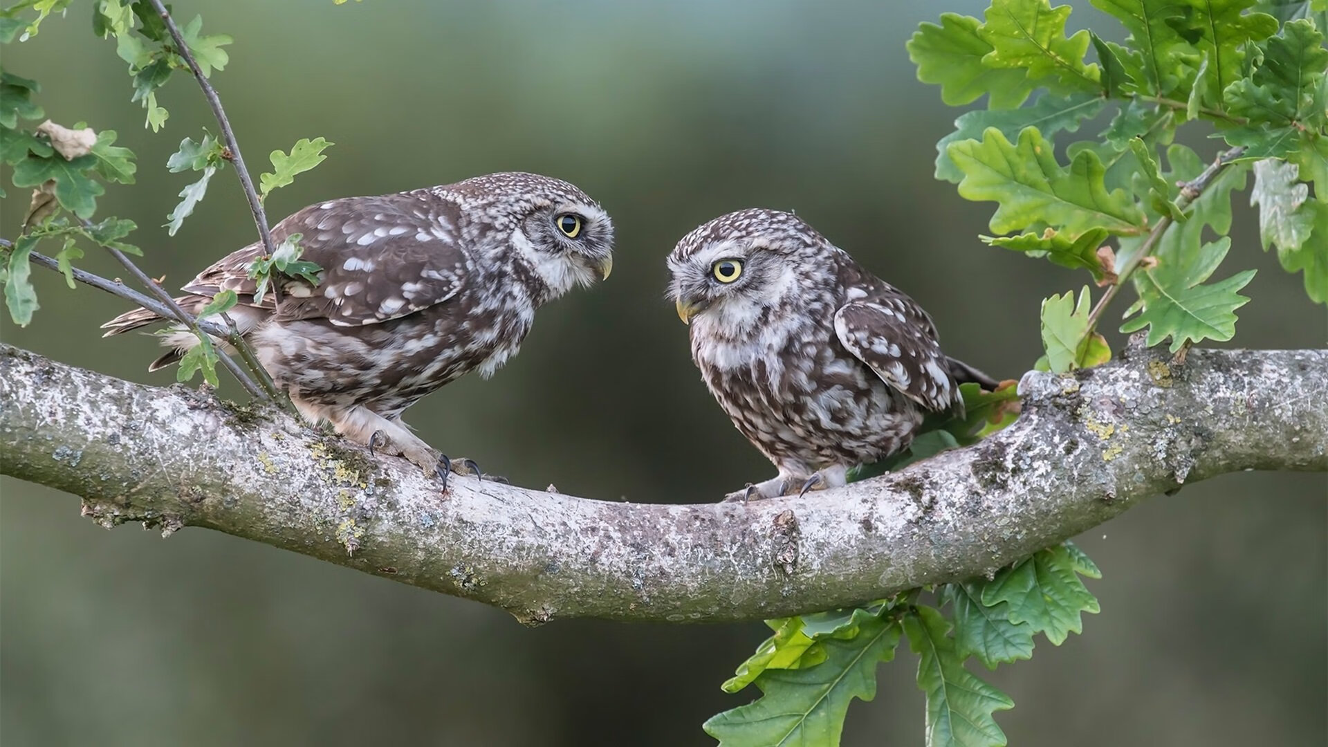 九游网-南特惊险击败波尔多，赢得宝贵三分，南特vs第戎