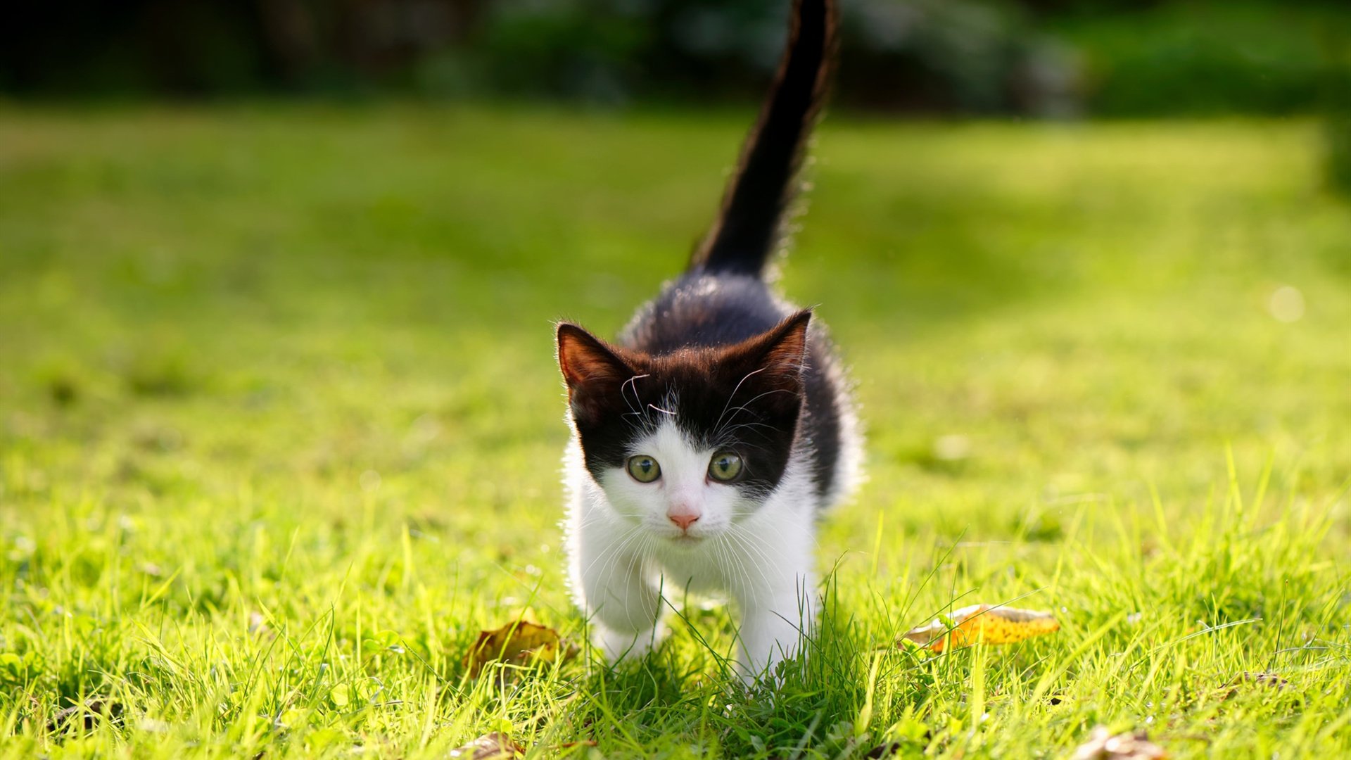 JIU YOU GAME-国际足球赛事中，一支球队霸气登场，夺得胜利，国际足球十大精彩比赛