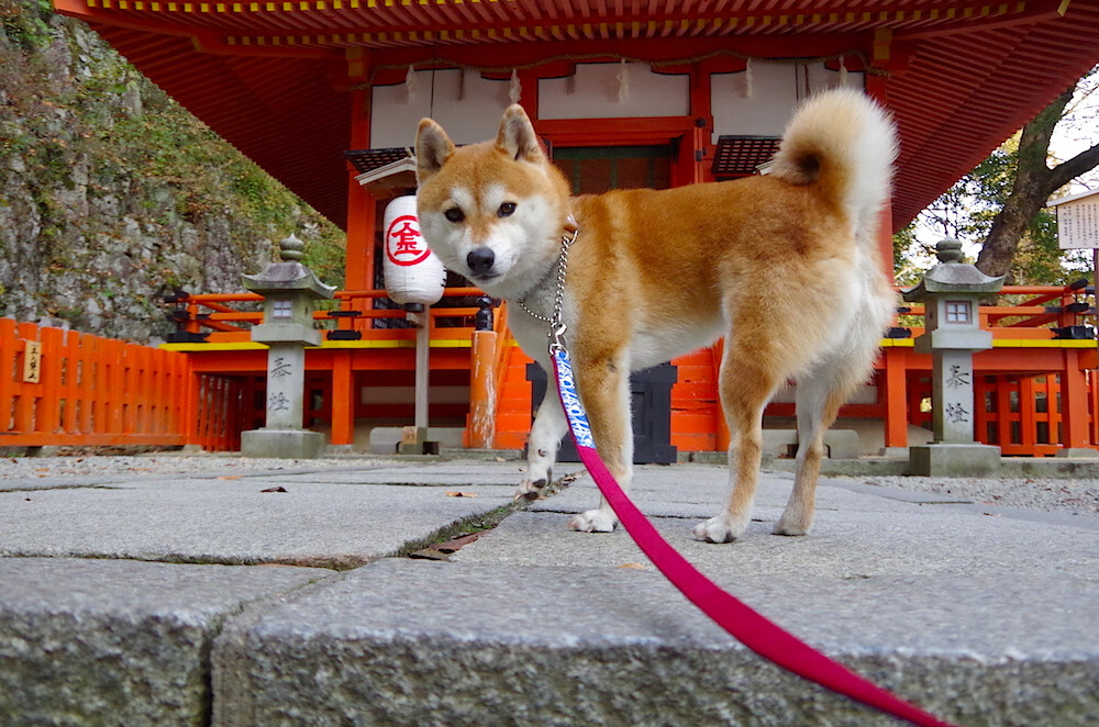 教练团队大调整，引发外界猜测和讨论，教练团队介绍怎么写