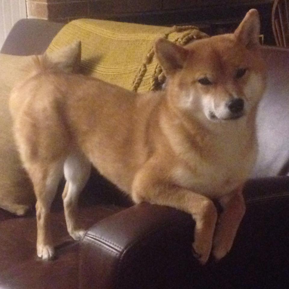 格勒诺布尔联赛战绩不佳，或拟换帅，格勒诺布尔足球俱乐部