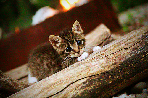 比利时客场大胜俄罗斯，晋级态势看涨，比利时vs俄罗斯聚胜顽球汇