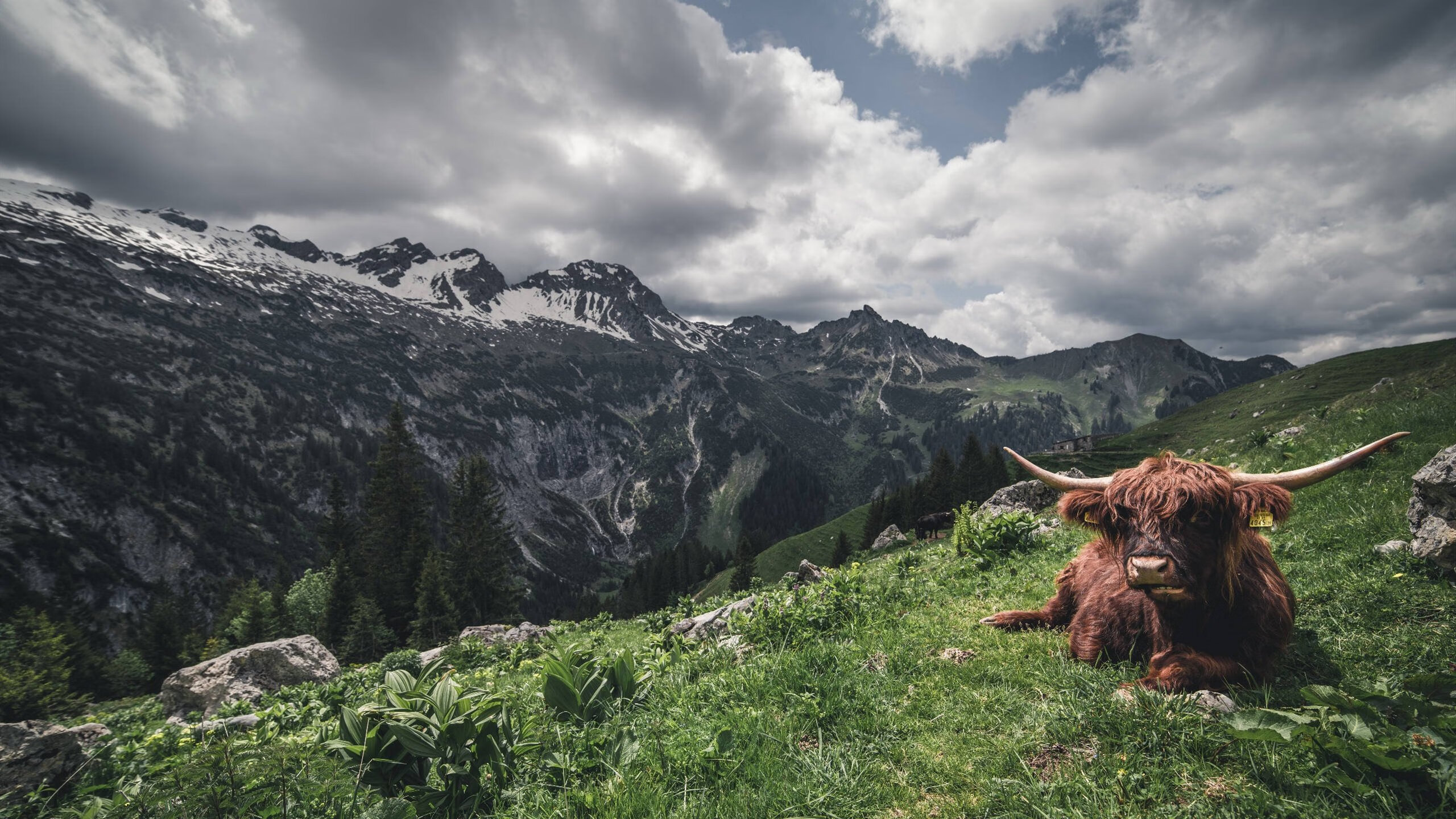 法兰克福球队坚守防线，斩获连胜提升排名，法兰克福是什么球队
