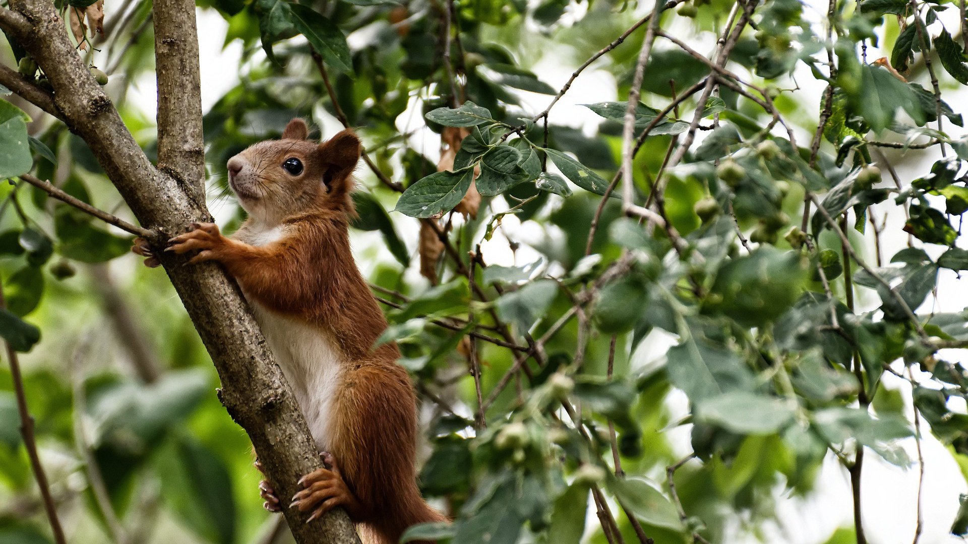 球员合同是否应增加文化参与条款,球员合同选项