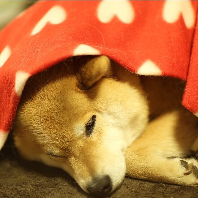 九游下载安装-瑞士在与保加利亚的激烈交锋中获胜，保加利对瑞士