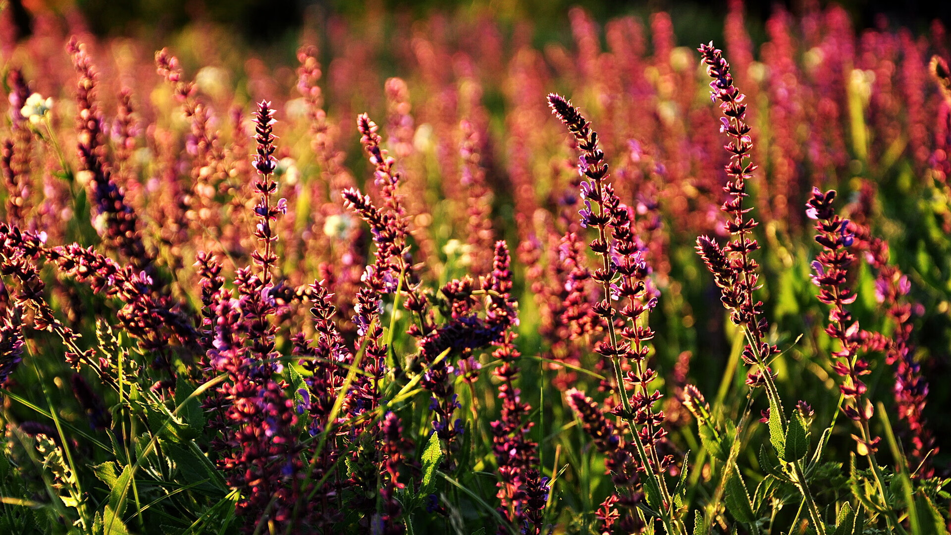 纽卡斯尔联主场3-2险胜布伦特福德,进攻端火力全开,纽卡斯尔联队