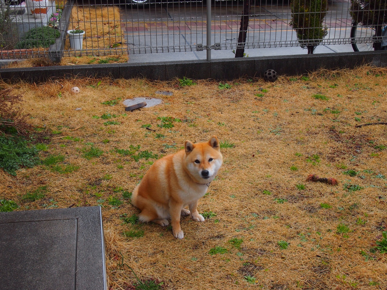 九游网页版官网入口-荷兰队力挫强敌，取得一场重要胜利，荷兰队强吗