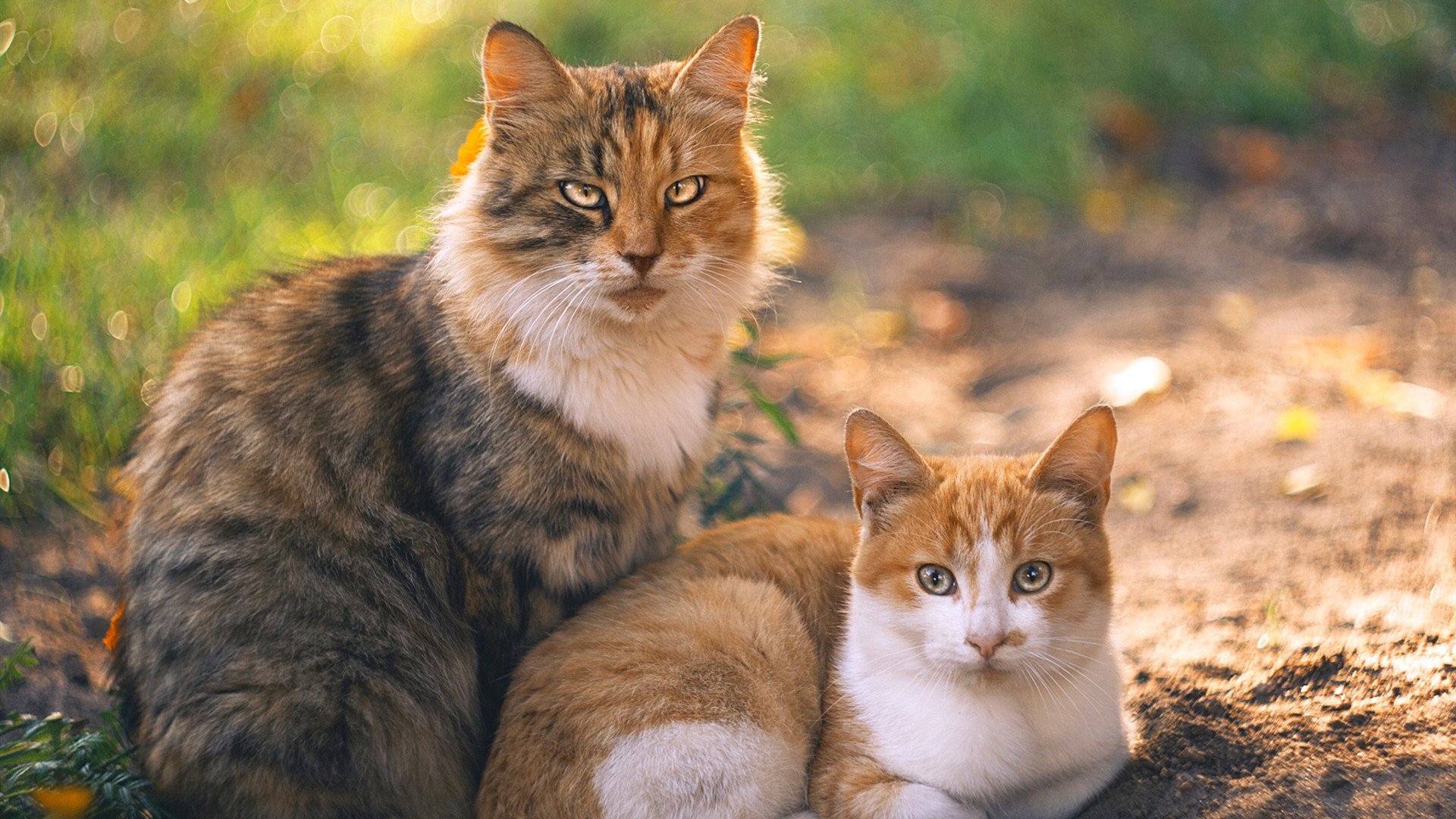 震撼电竞全明星赛全程精彩瞬间,全民电竞大赛