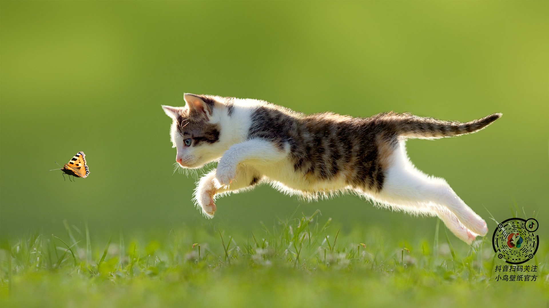 直播互动：球迷与现场氛围的完美结合，篮球直播话术