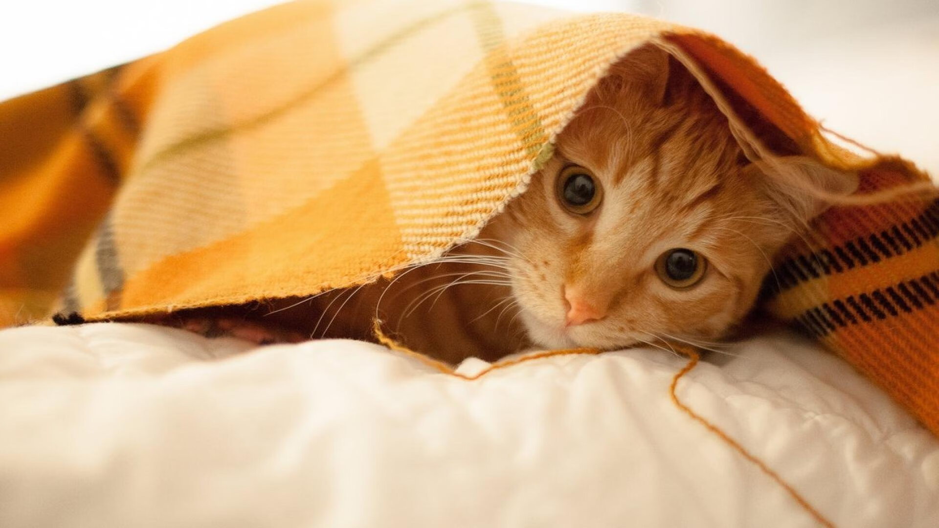 体育新闻中心推动智慧体育场馆数字媒体应用升级,智慧体育场馆可视化ppt