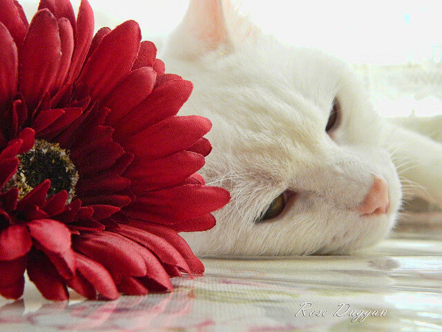 “安赫尔·巴尔博萨的突破与配合能力，帮助阿根廷美洲狮队实现战术多样化”