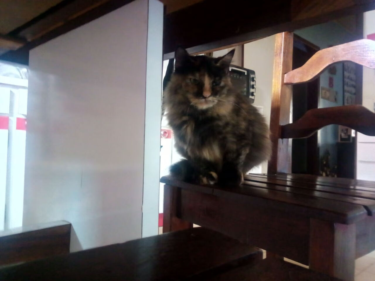 “帕布罗·马特拉的全面技能，成就阿根廷美洲狮队的未来”