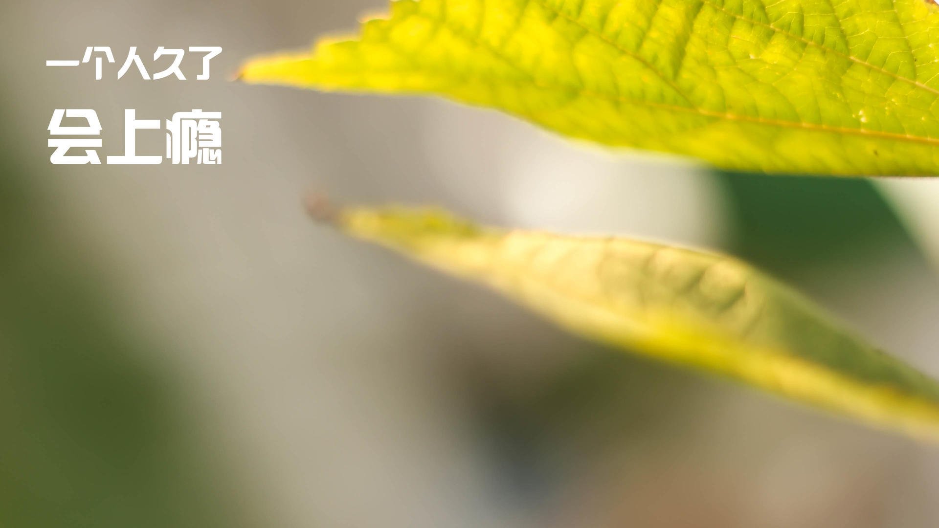 九游娱乐APP-乔·莫伊：全黑队的scrum主宰，在攻防转换中提供关键保障，乔伊百科