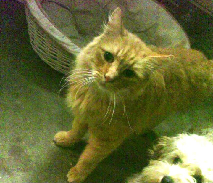 凯恩·瑞安：在全黑队中扮演着至关重要的角色，凯恩化身泰瑞昂