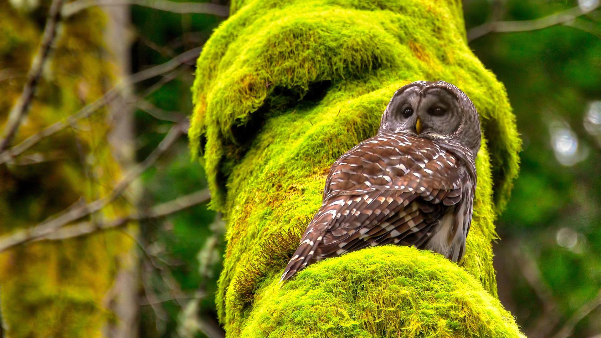 库里带动社区青少年篮球项目发展，库里篮球基本功训练