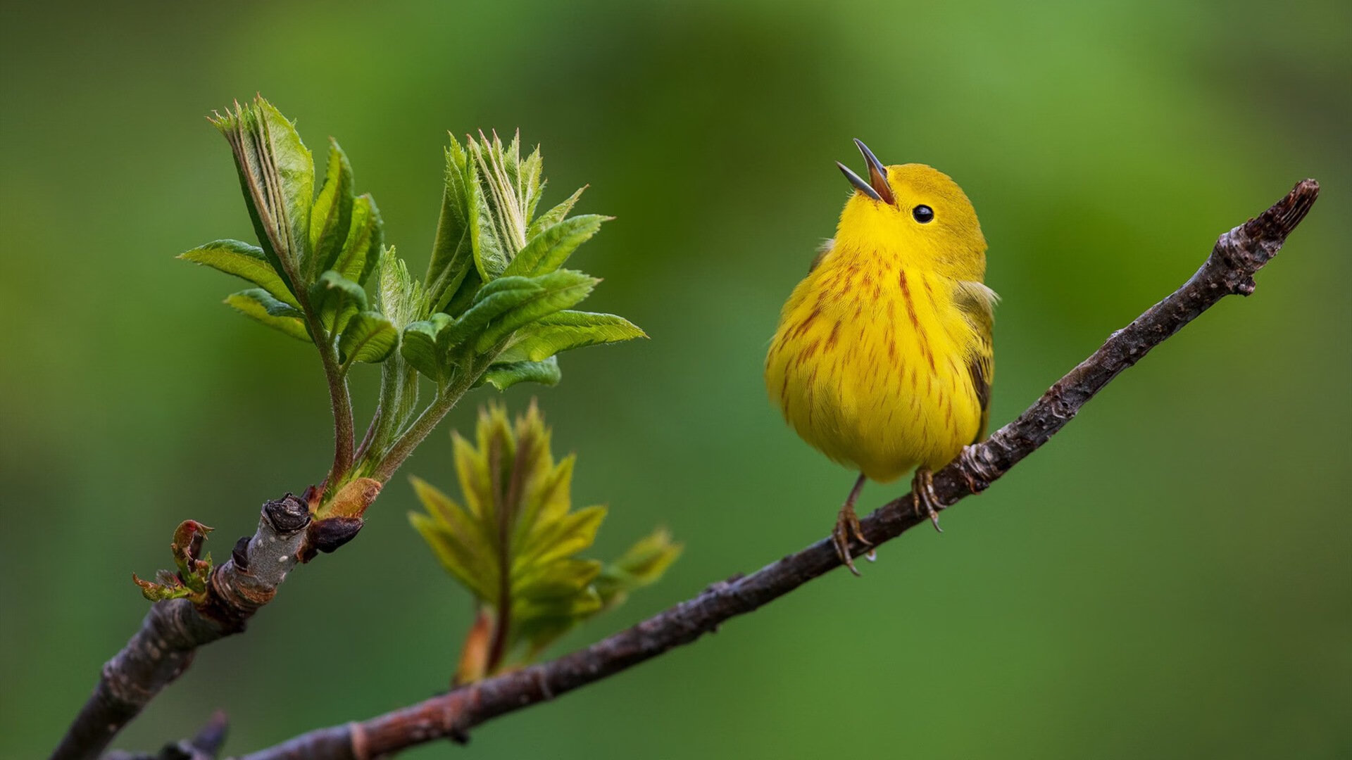 九游下载中心-帕特森精准的传球和战术安排，助袋鼠队赢得关键比赛，帕特森nba