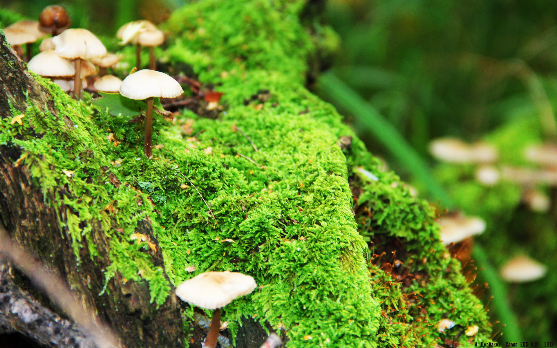 意甲闪耀时刻:团队协作创奇迹,意甲联赛队伍