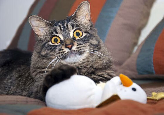 九游网页版官网-新西兰全黑队的战术打法使其在比赛中屡屡获得主动，新西兰全黑战舞视频