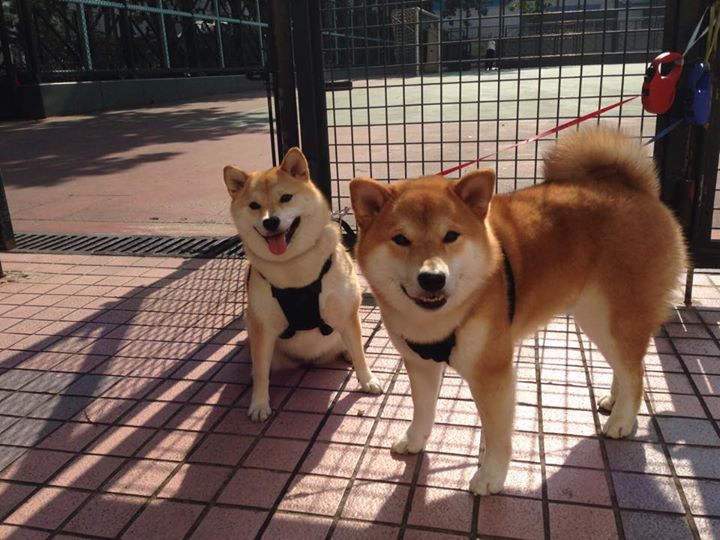 曼联取得关键胜利,积分追赶榜首队伍