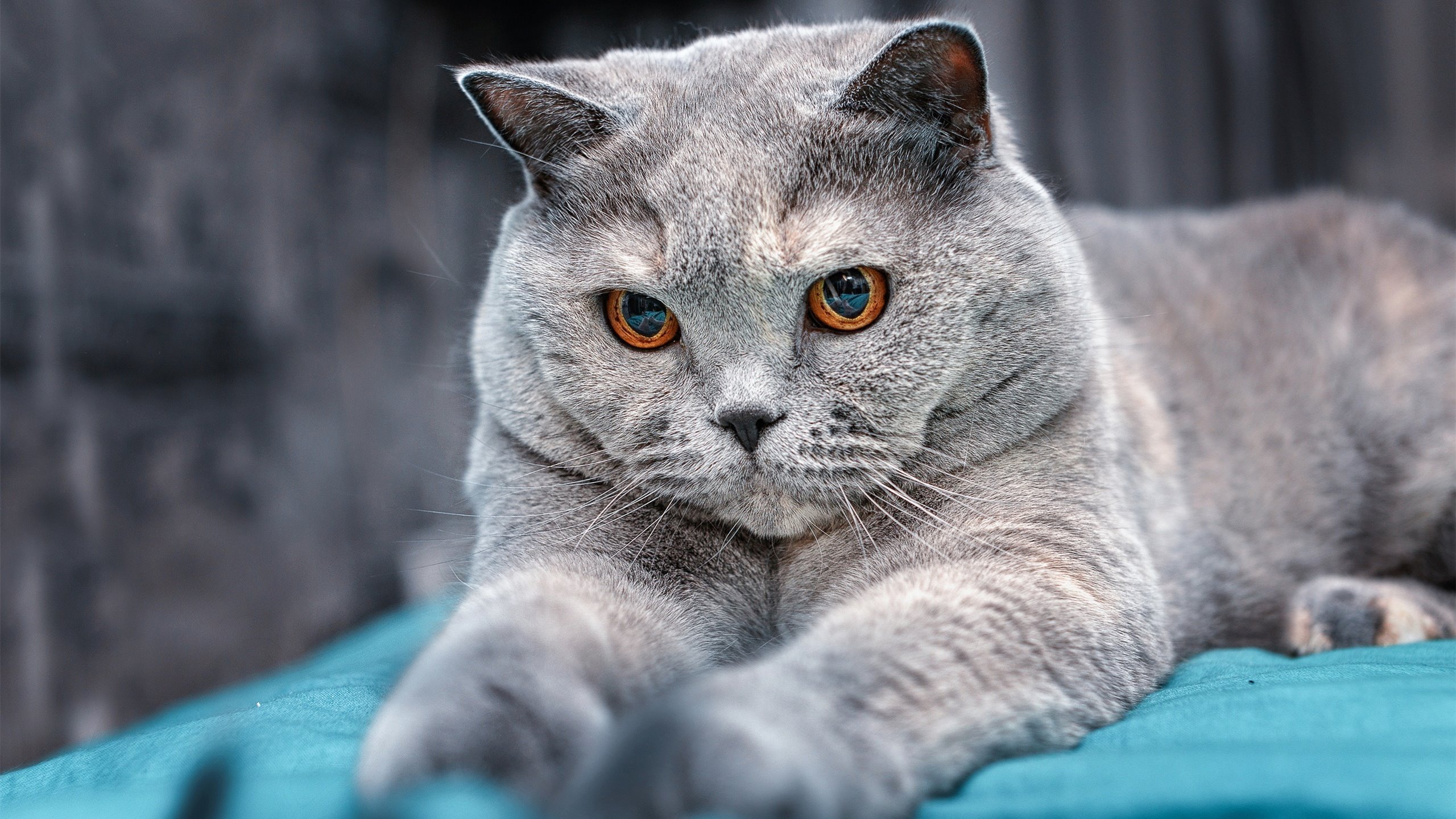 科斯决赛表现获教练高度评价，科斯又名科斯姆