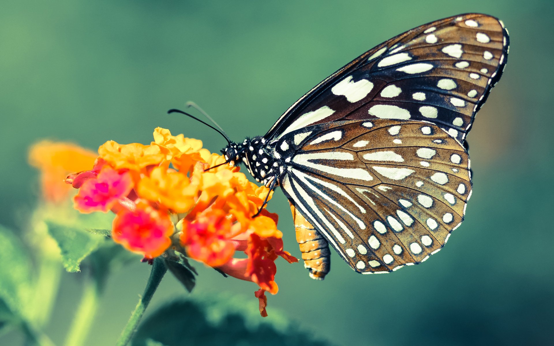 九游网页版官网-维尔·冯·威克：凭借强悍的身体素质，为南非队攻城拔寨，冯克劳维茨