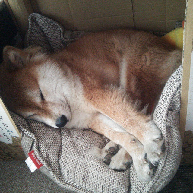 蝶泳项目吉尔吉斯斯坦新星崭露头角,吉尔吉斯斯坦美女旗手