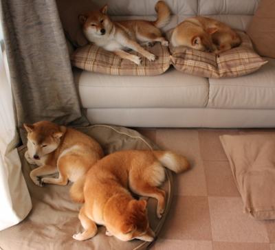 阿根廷美洲雄鹰队的坚韧打法,未来值得期待,阿根廷雄鹰多大