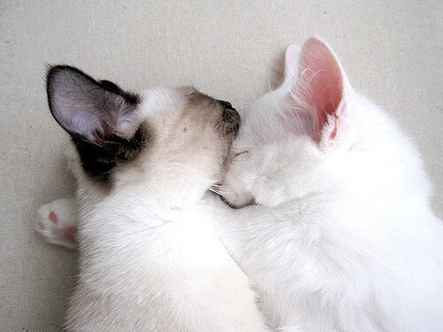 里奇·麦考的反应速度与体能让他成为不可忽视的盯防利器，麦考利卡尔奇