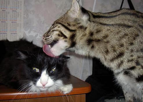 马克西姆·格鲁塞刷新个人100米蝶泳最佳